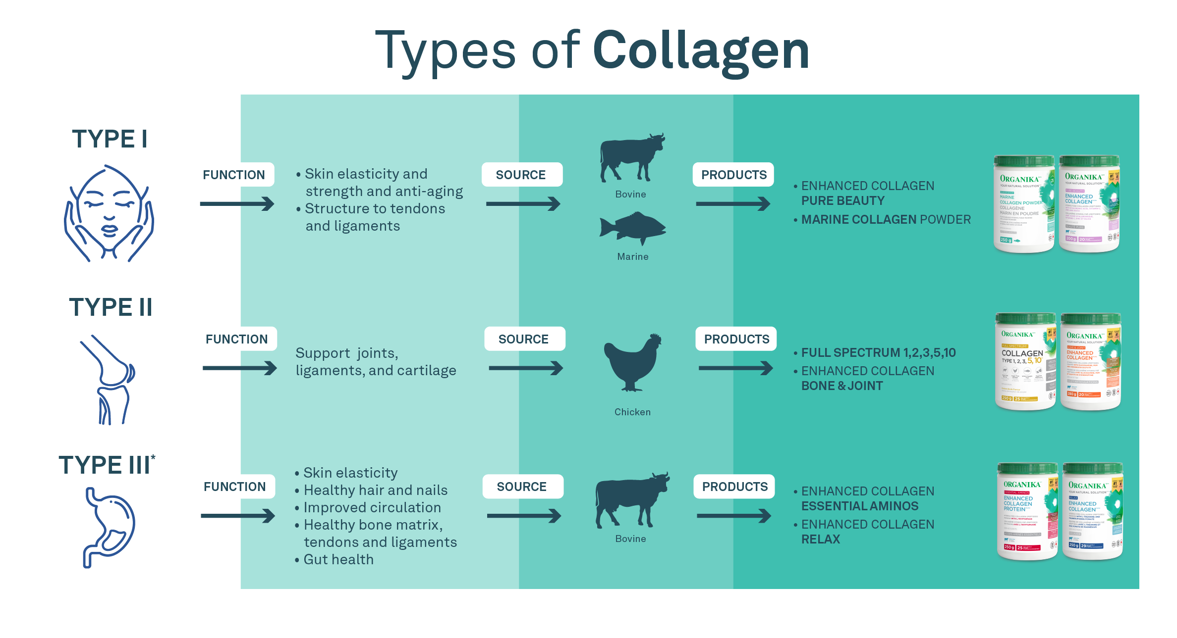 types of collagen infographic