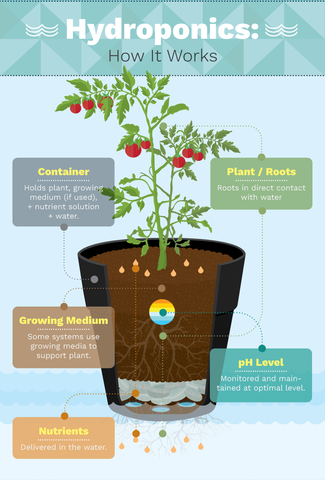 how hydroponics works diagram