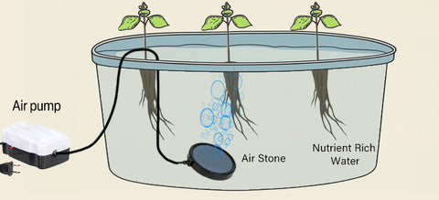 A Deep Water Culture (DWC) Hydroponics System