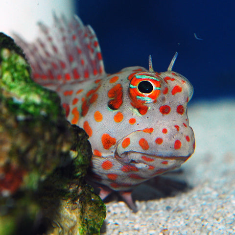 blenny fish red spotted