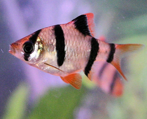 tigerbarb fish