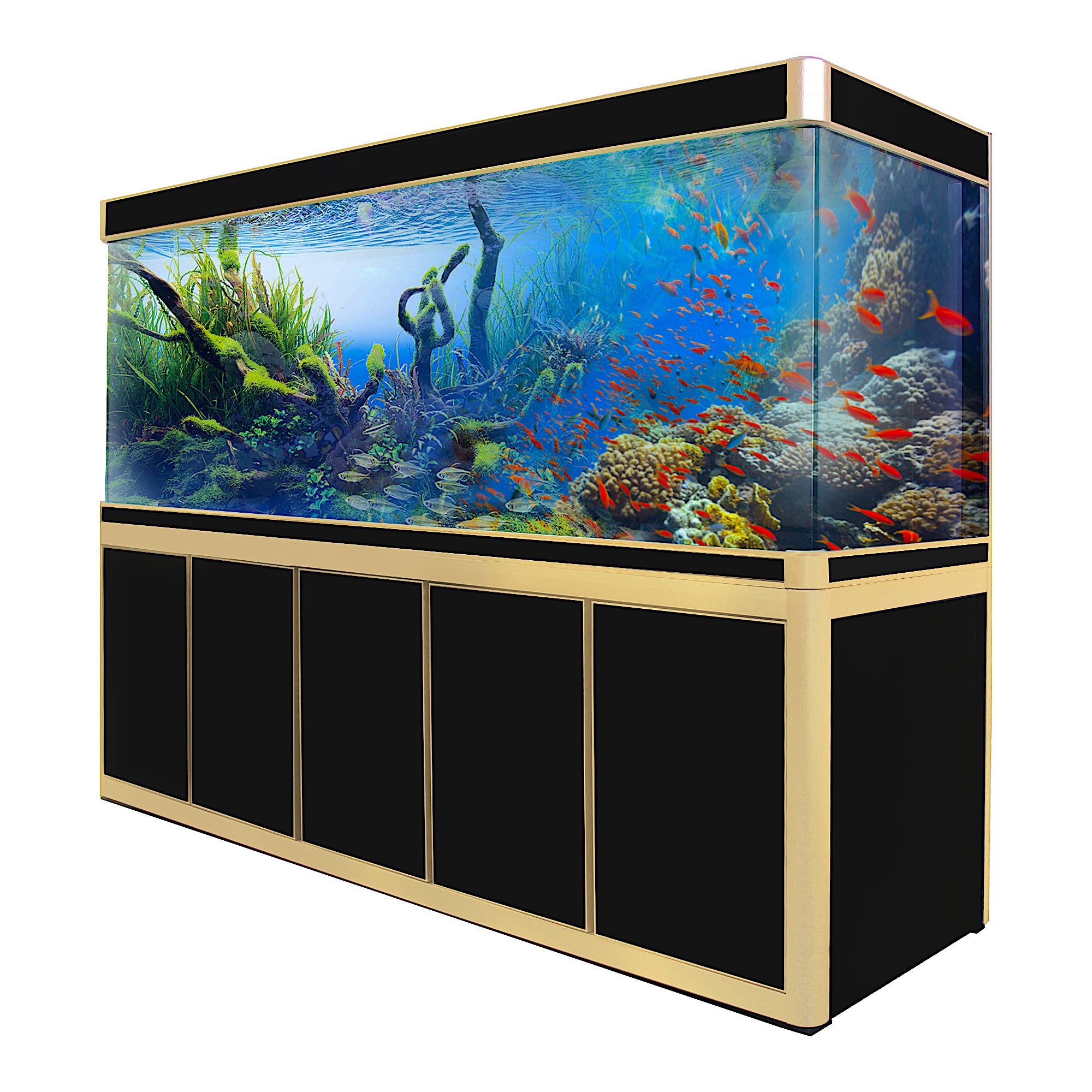 aqua dream aquarium