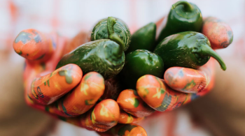 Hands holding out a harvest of jalapeno peppers