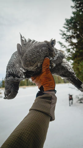 A beautiful late season Dusky 'Blue' Grouse 