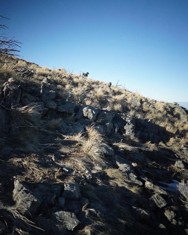 My GSP Chief, pointing a covey of Chukar in Utah while I hunt with my Final Rise Vest