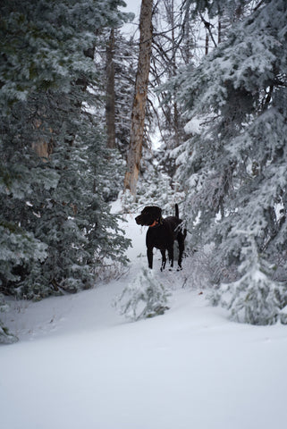 My GSP Chief, standing tall on a grouse find