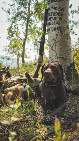 Final Rise Summit Vest with Blue Grouse in Utah upland hunting with GSP dog