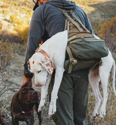 Final Rise Upland Vest Dog carrying a pointer while hunting sharptail grouse in Idaho with GSP 