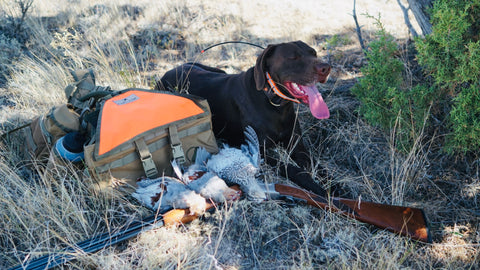 Final Rise Sharptail and Hun hunting with a 28 gauge shotgun