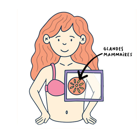 Allaitement glandes mammaires
