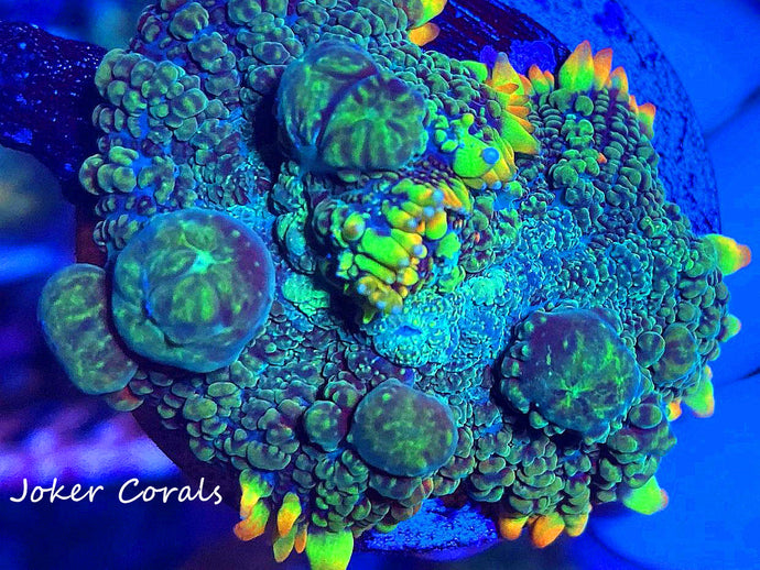 Mushrooms Joker Corals