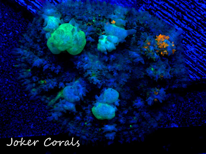Mushrooms Joker Corals