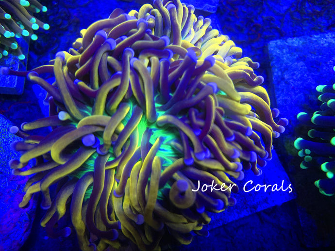 Eupyllia Torch Hammer And Frogspawn Joker Corals
