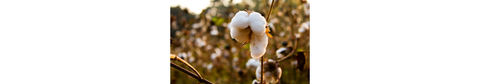 Organic cotton from India