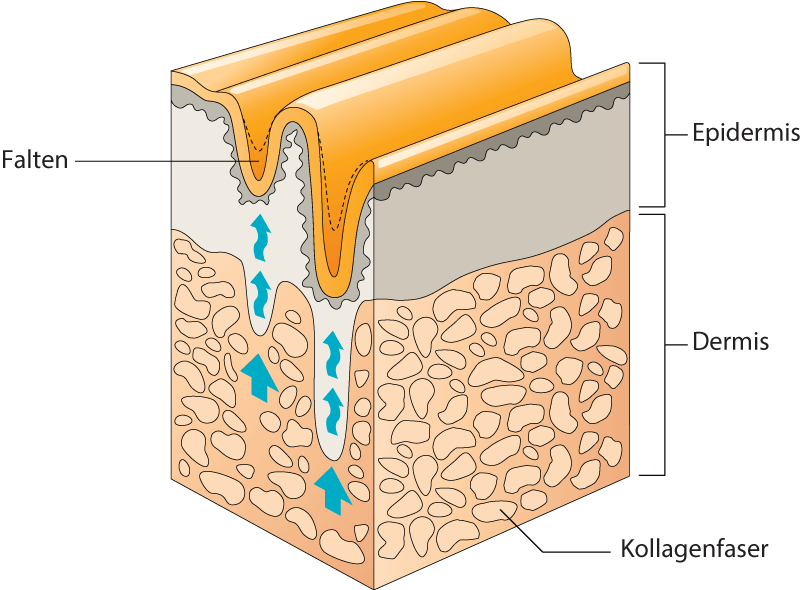 Vergrößertes Bild der Hautstruktur mit Epidermis und Dermis, gefüllt mit Kollagenfasern.