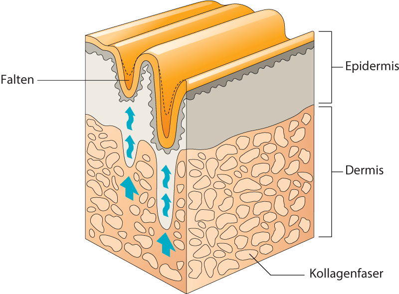 Kollagen