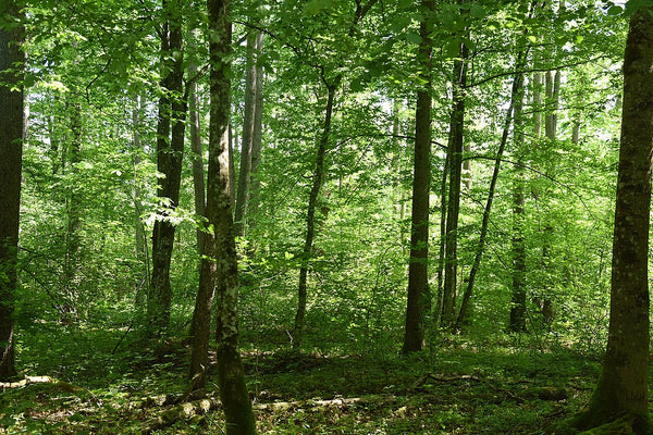 Landscape between the trees in Białowieża Forest
