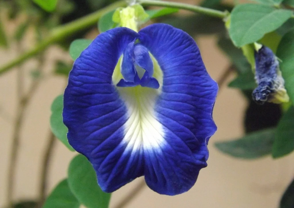 Close up of a blue Butterfly Pea Flower Public Domain Mark 1.0 Universal