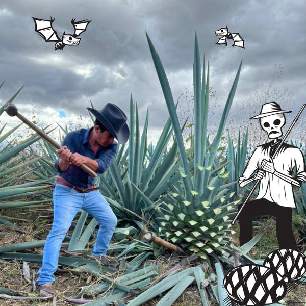 Farmer cutting an agave plant in Oaxaca for Siete Misterios Mezcal production with cartoons graphic los muertos and bats