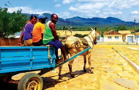 Blue cart pulled by a donkey with 3 farmers on top at the Abelha Cachaca sugarcane farm
