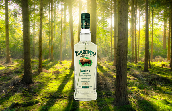 Bottle of Zubrowka Bison Grass Vodka with Białowieża Forest in the background with rising sun