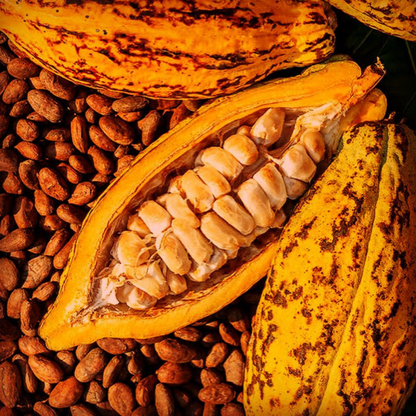 cacao seeds for kosapan Kad Kokoa