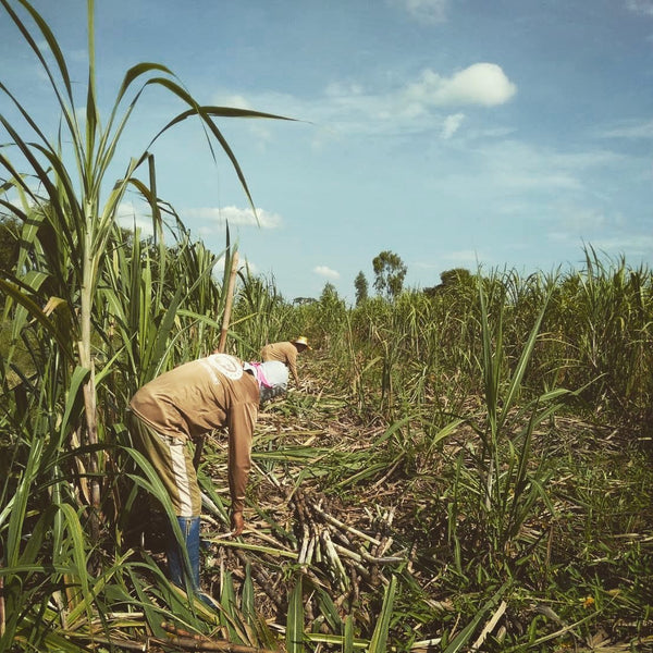 kosapan farmers harvesting sugar cane