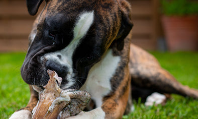 can a rawhide allergy cause vomiting in dogs