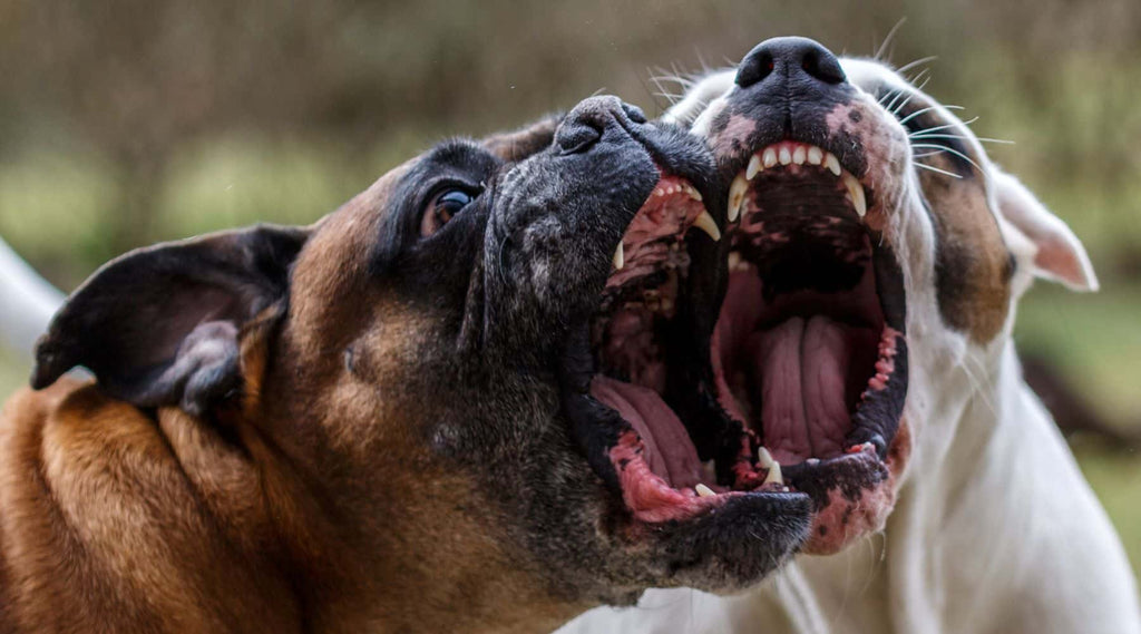 Two boxer dogs fighting - Canine enrichment for reactive dogs