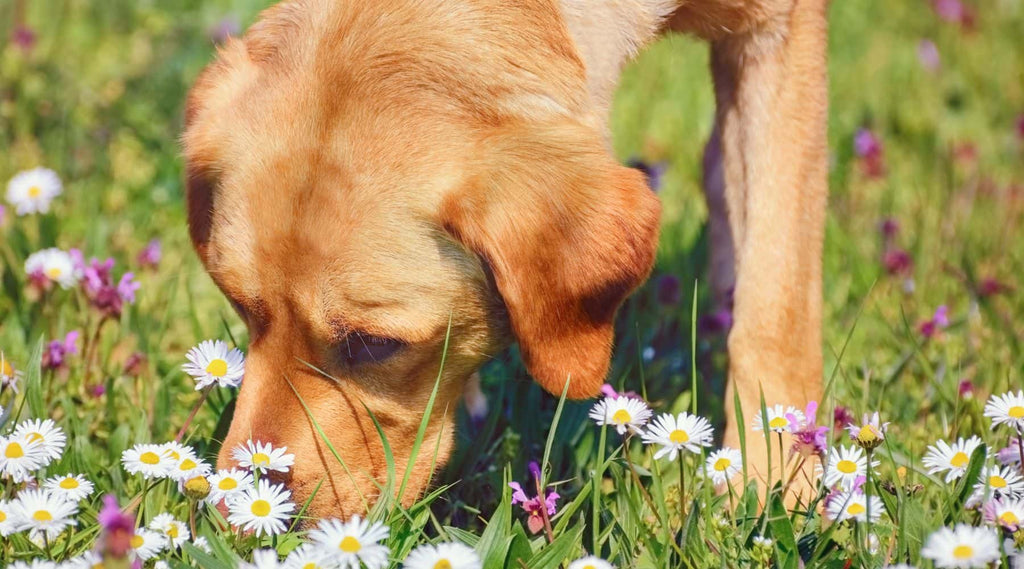 Dog sniffing flowers in the grass - Canine enrichment for reactive dogs