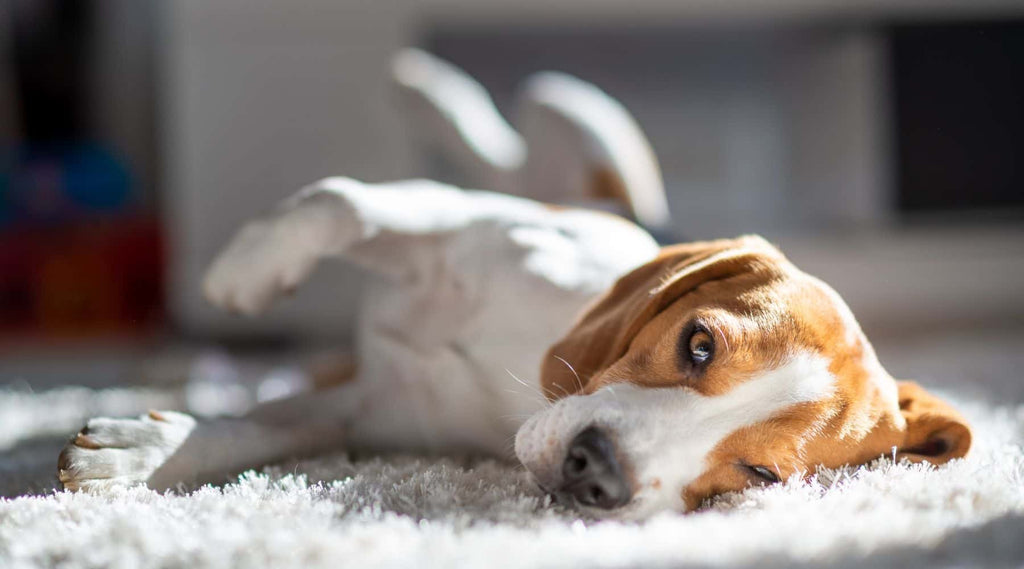 Dog resting indoors on its side in the sun - Canine enrichment for reactive dogs