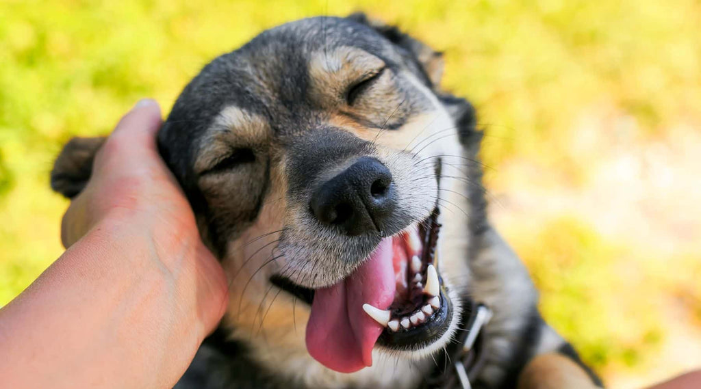 Dog with tongue hanging out being scratched behind the ear- Canine enrichment for reactive dogs