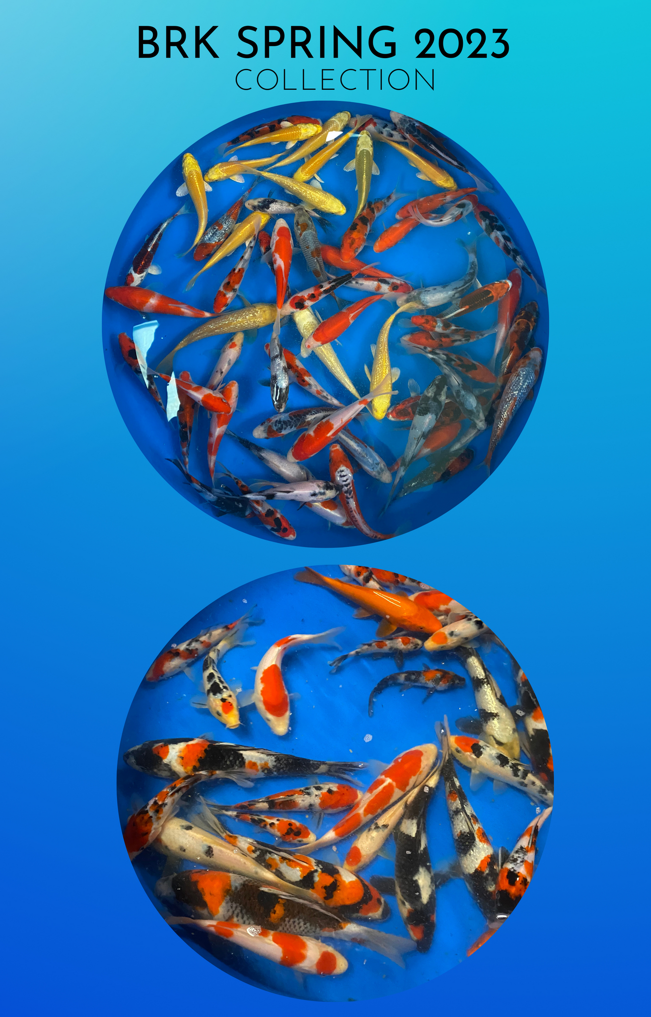 bLUE RIBBON KOI IMAGE OF SPRING 2023 COLLECTION , HUINDREDS OF KOI IN VIEWING BOWLS