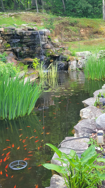 pond refilled with goldfish