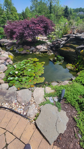 our client's pond