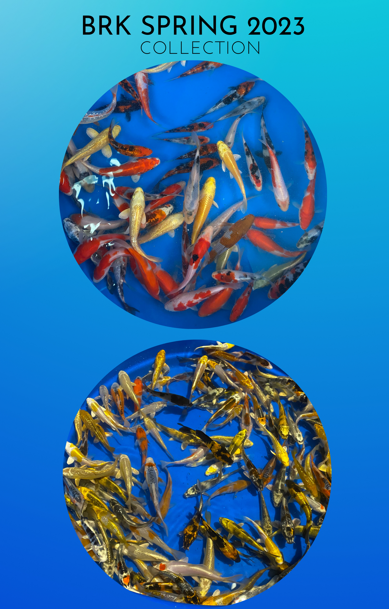bLUE RIBBON KOI IMAGE OF SPRING 2023 COLLECTION , HUINDREDS OF KOI IN VIEWING BOWLS