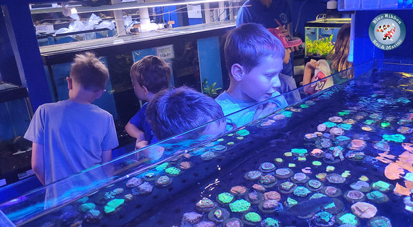 Kids looking at coral in one of our tanks here at Blue Ribbon Koi
