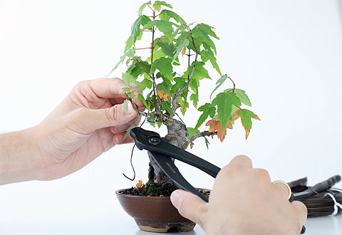 bonsai wiring
