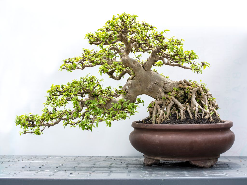 Wazakura Japan Blog II Essential Bonsai Styles and Shapes Part Two