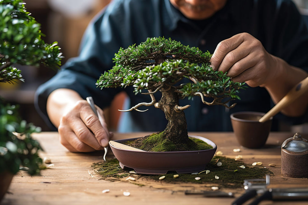 Someone working a small bonsai