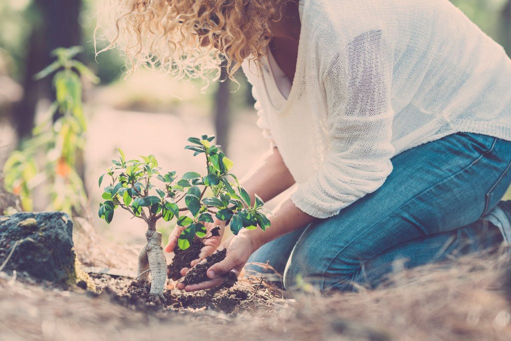 Someone tending bonsai tree with fertilizer