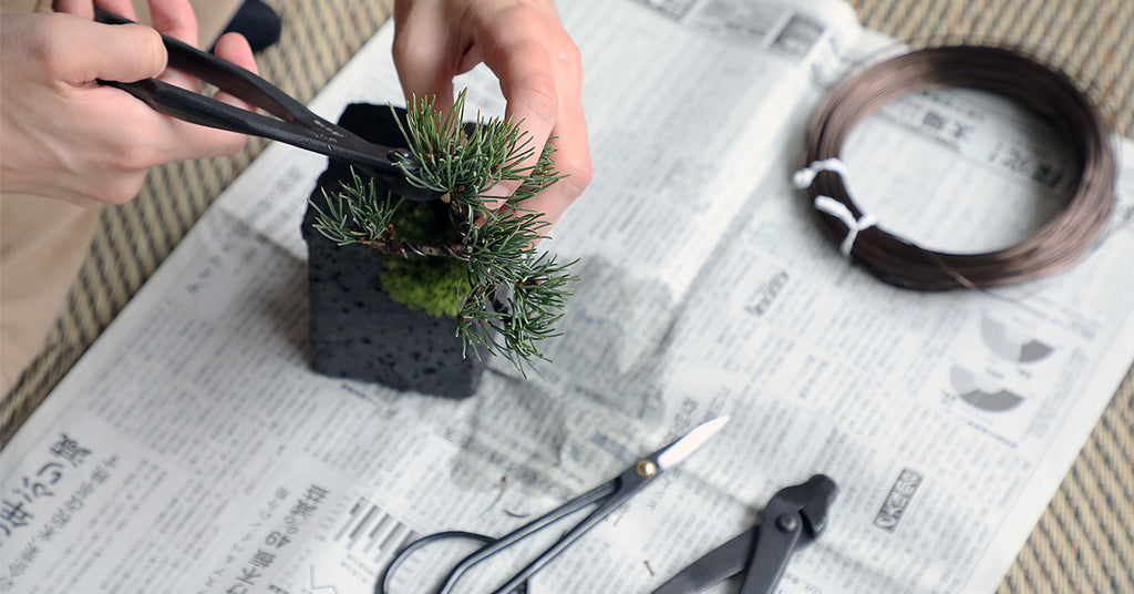 bonsai caring