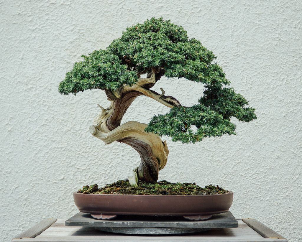 Bonsai tree with shari on his trunk