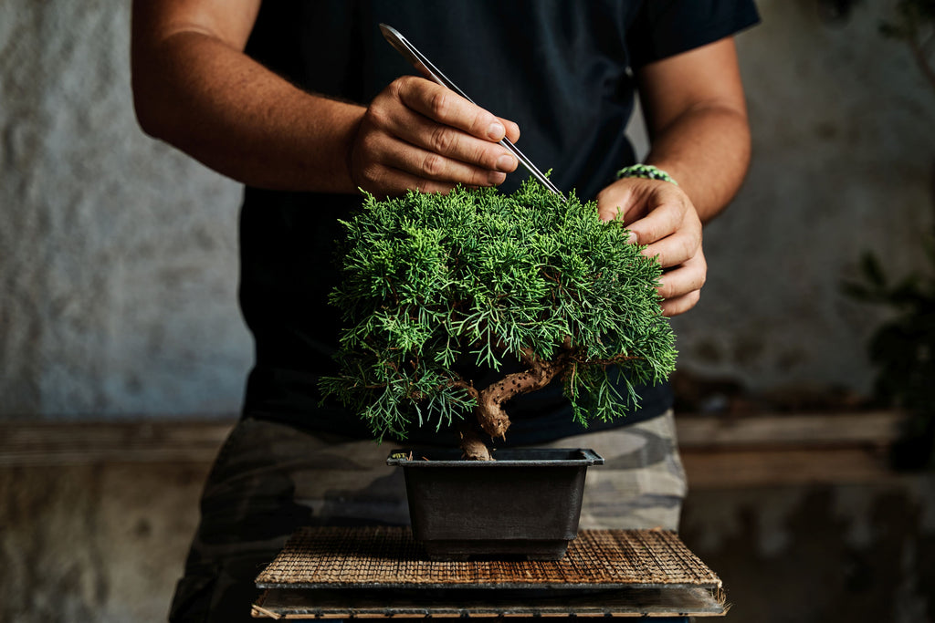 Someone standing and prunign a small bonsai