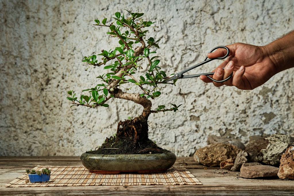 Hand pruning a bonsai with black scissors