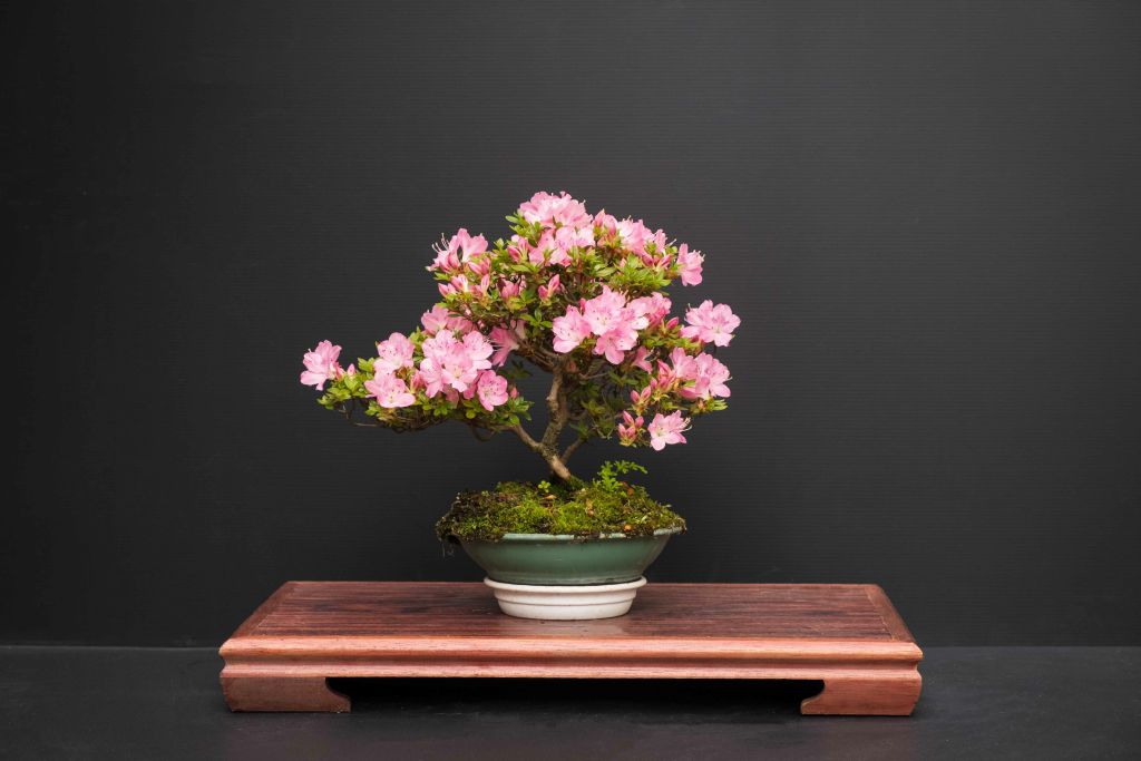 Flowering Bonsai