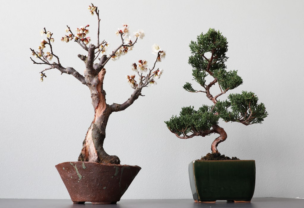 blog_bonsai japanese new year