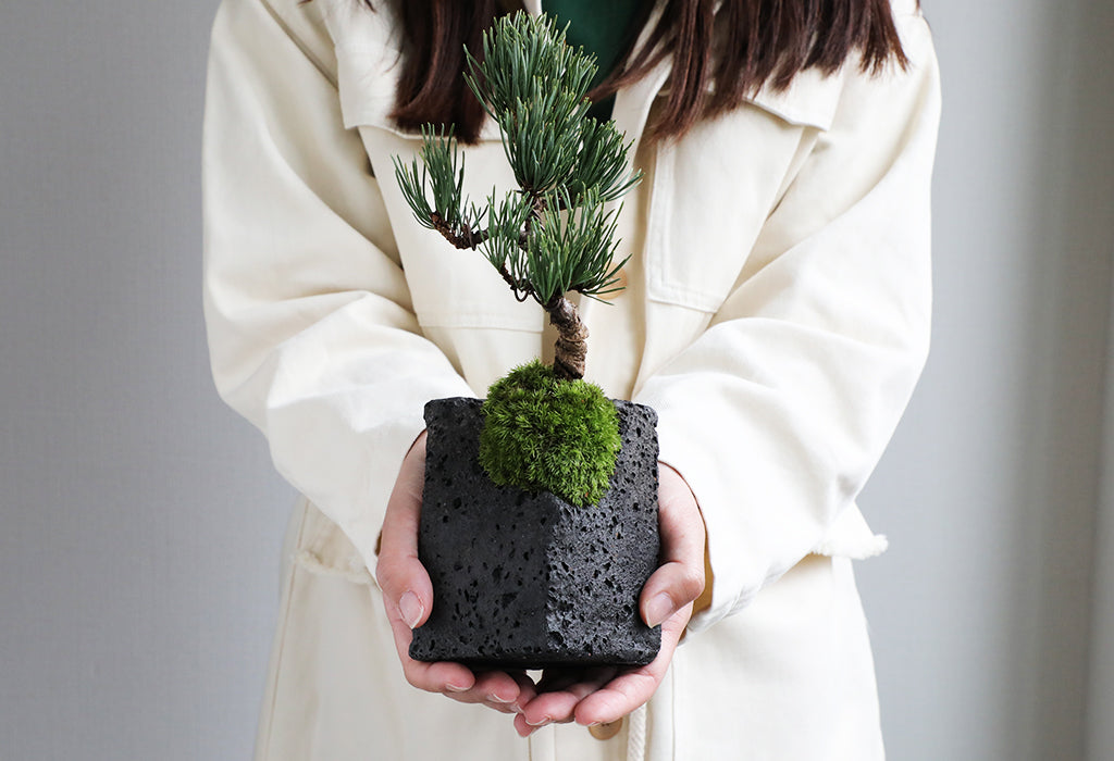 bonsai _winter caring