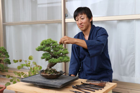 M Ogawa tending to its bonsai