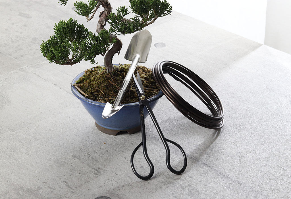 Tools to care for a bonsai